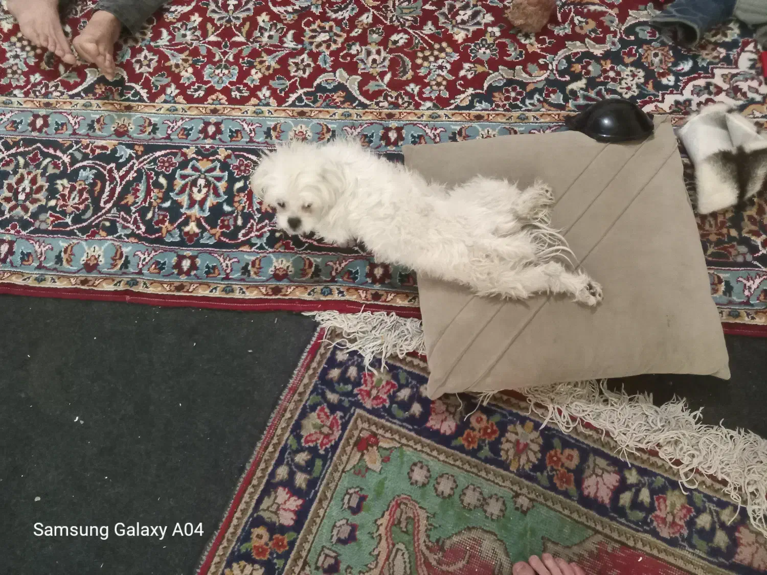 مفقودی سگ کوچک شیتزو تریر در ارومیه|حیوانات|ارومیه, |دیوار