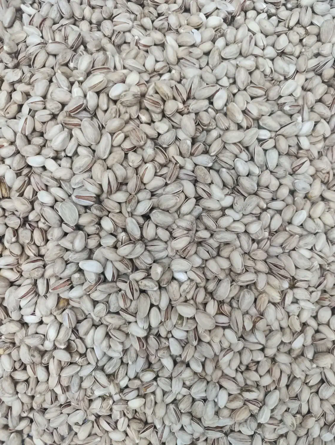 پسته خشک|عمده‌فروشی|دامغان, |دیوار