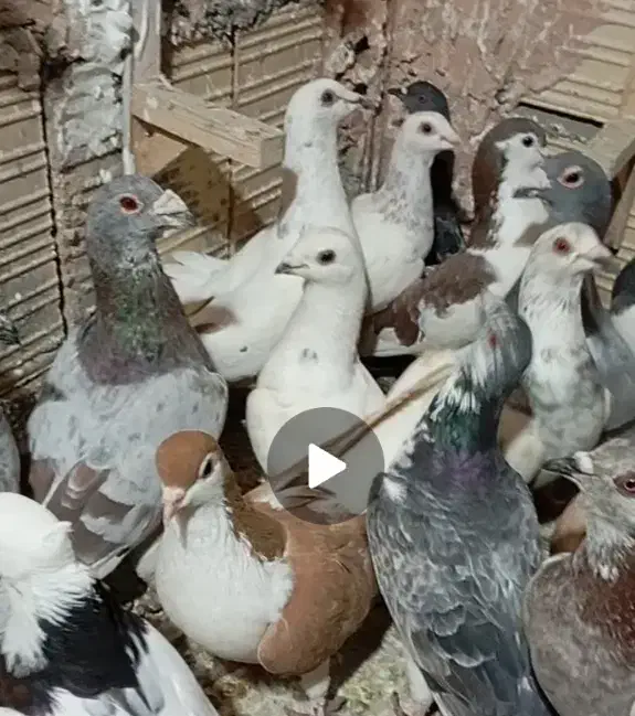 کفتر جوین|پرنده|جوین, |دیوار