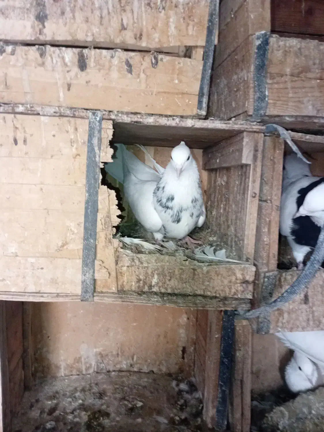 پرنده|پرنده|بهبهان, |دیوار