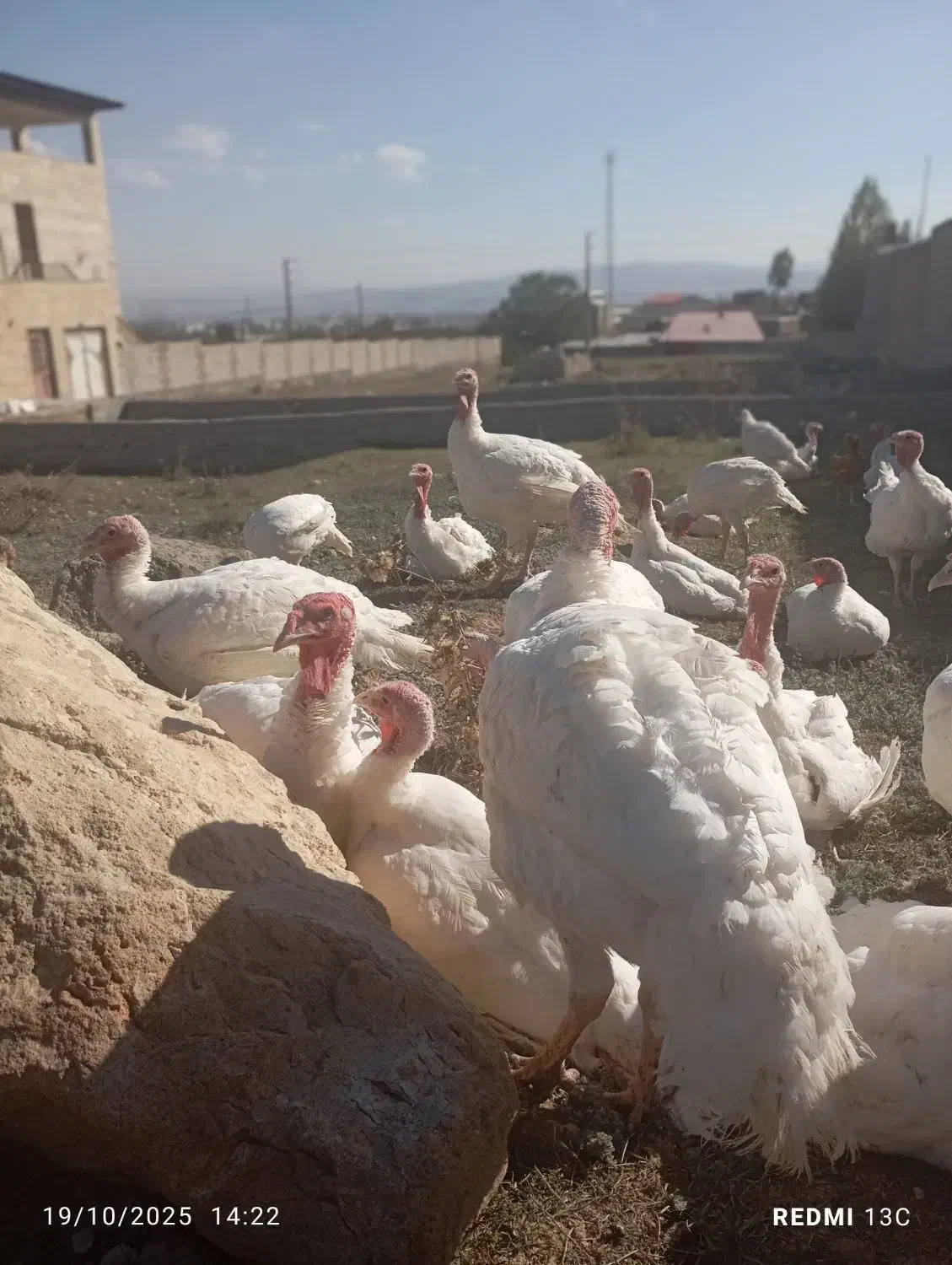 پروتئین سالم  هشترخان|خوردنی و آشامیدنی|سرعین, |دیوار