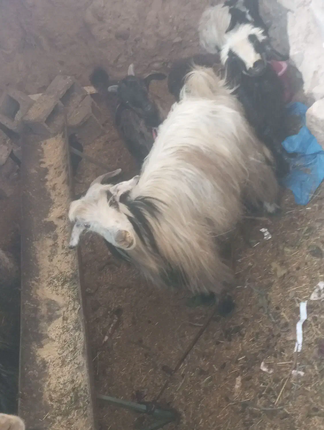 بز فروشی|حیوانات مزرعه|مسجد سلیمان, |دیوار