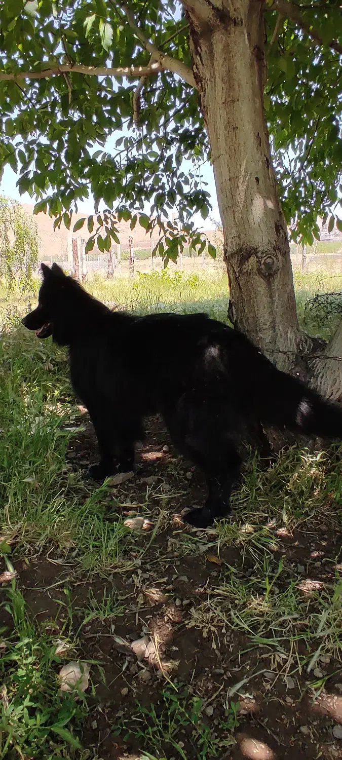 ژرمن بلک نر|سگ|سقز, |دیوار