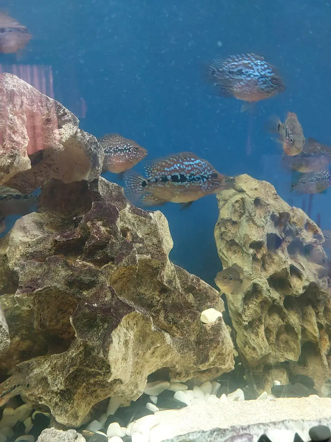 جوجه فلاور کامفا پرخط و خال|ماهی|کرج, گلشهر|دیوار