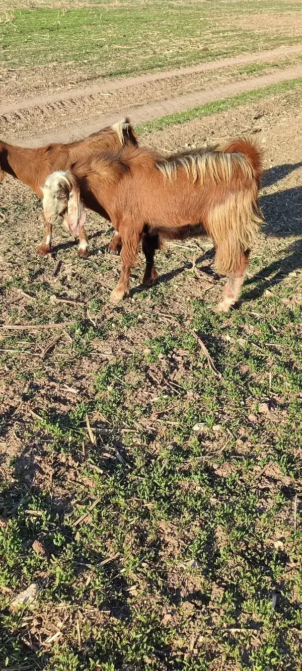 بزغاله نر|حیوانات مزرعه|سرپل ذهاب, |دیوار