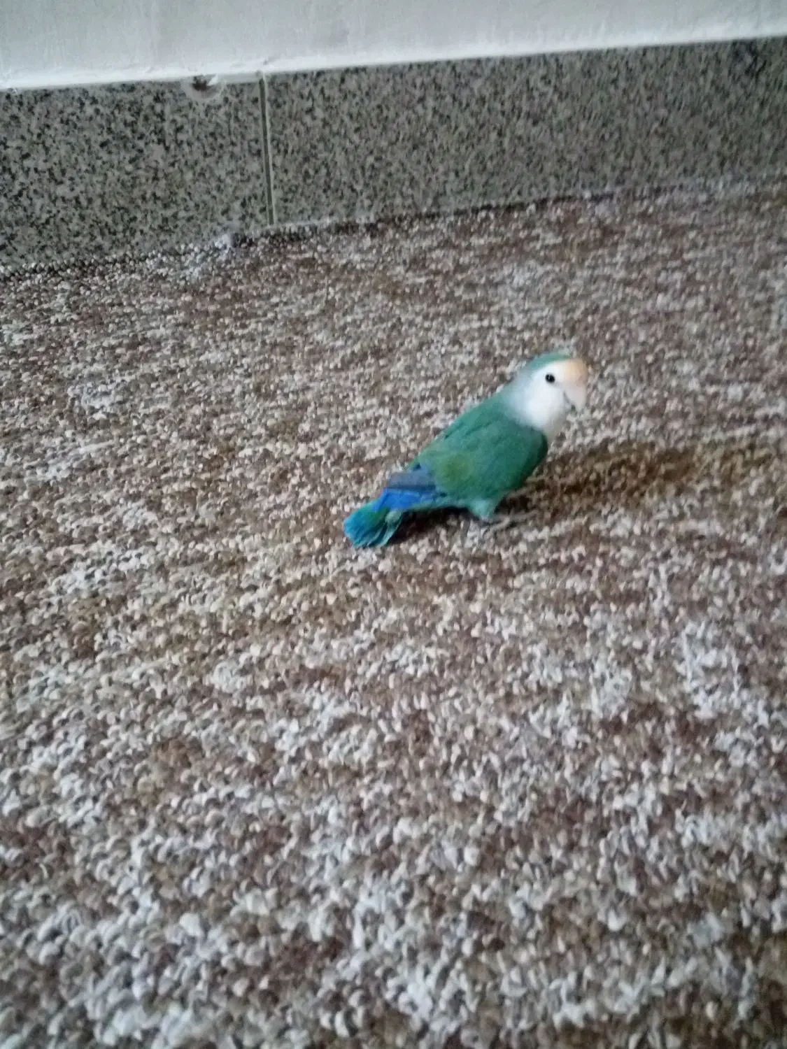 کوتوله دستی|پرنده|مهر, |دیوار