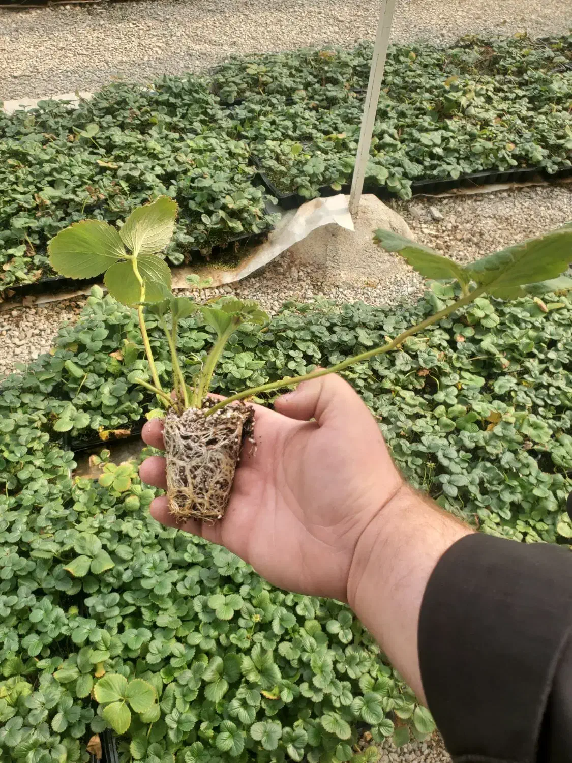 نشا توت فرنگی البیون|خدمات باغبانی و درختکاری|هشتگرد, قاسم آباد بزرگ|دیوار