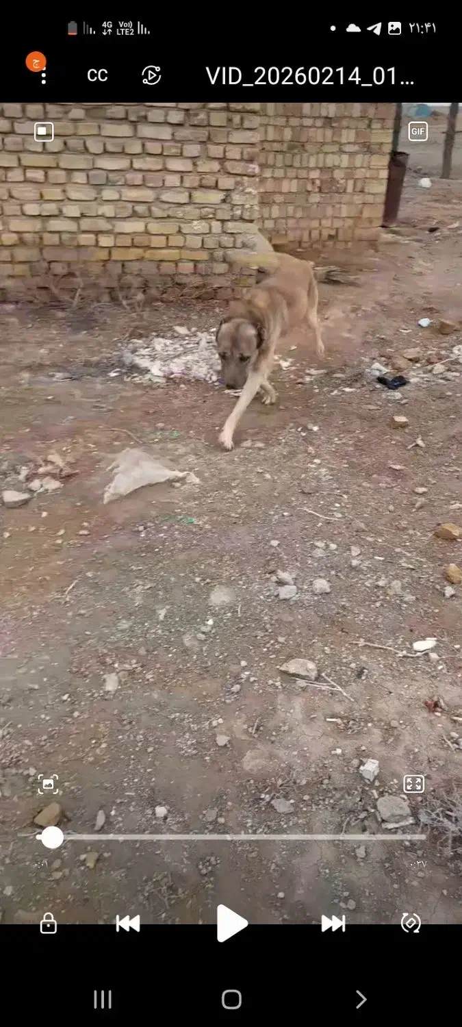 گمشده|حیوانات|زرندیه, |دیوار