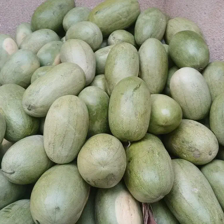 هندوانه ساکاتا با گارانتی|فعالیت داوطلبانه|ساوه, |دیوار