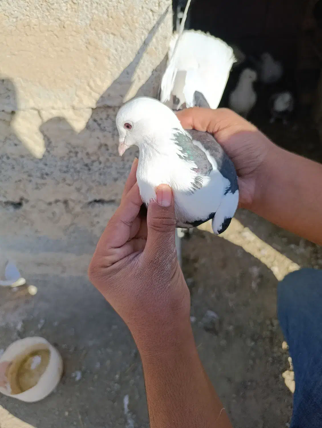 کبوتر|پرنده|پارسآباد, |دیوار