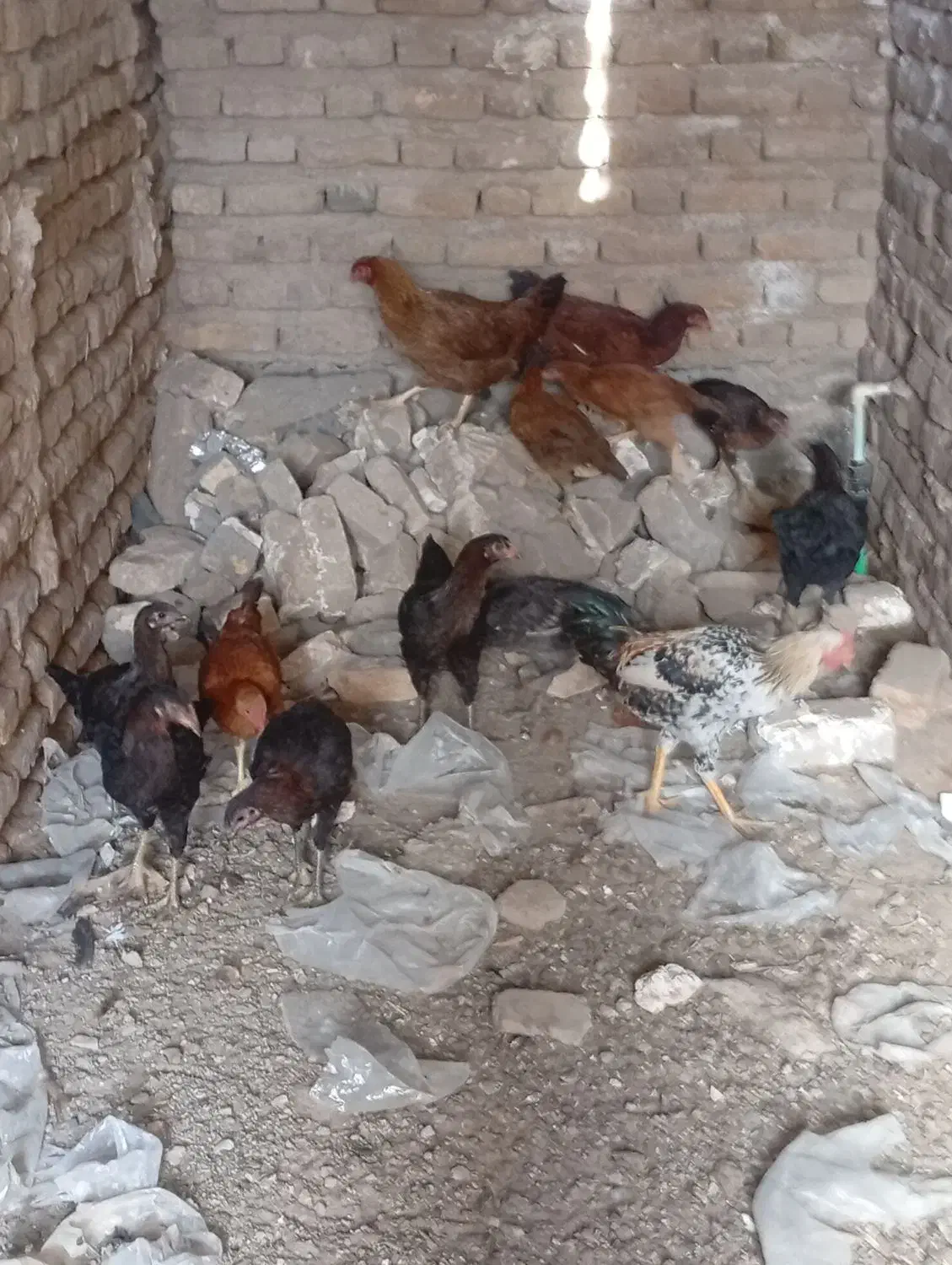 مرغ خروس جوجه محلی|حیوانات مزرعه|تربت جام, شاد|دیوار