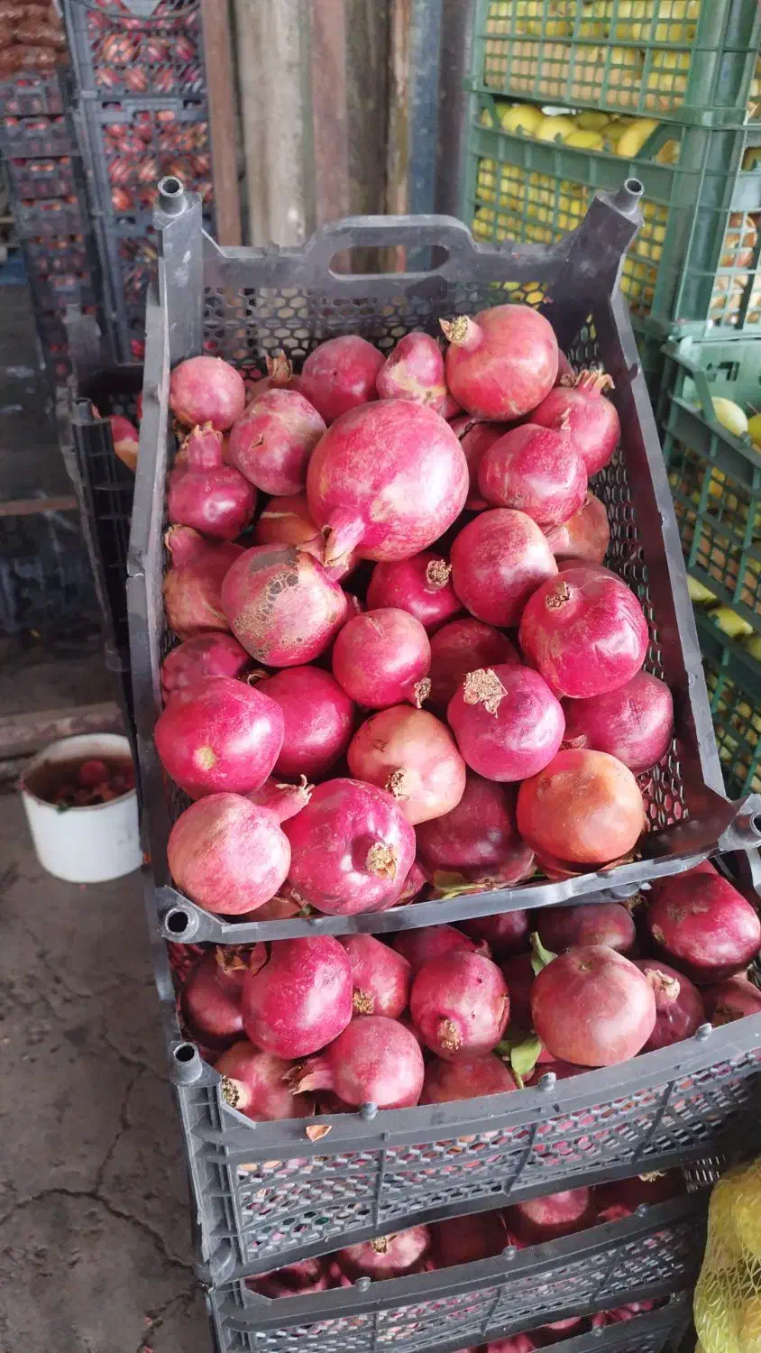 انارسیب هویج آبگیری قیمت عمده ارسال به سراسرتهران|خوردنی و آشامیدنی|تهران, میدان میوه و تره‌بار مرکزی|دیوار