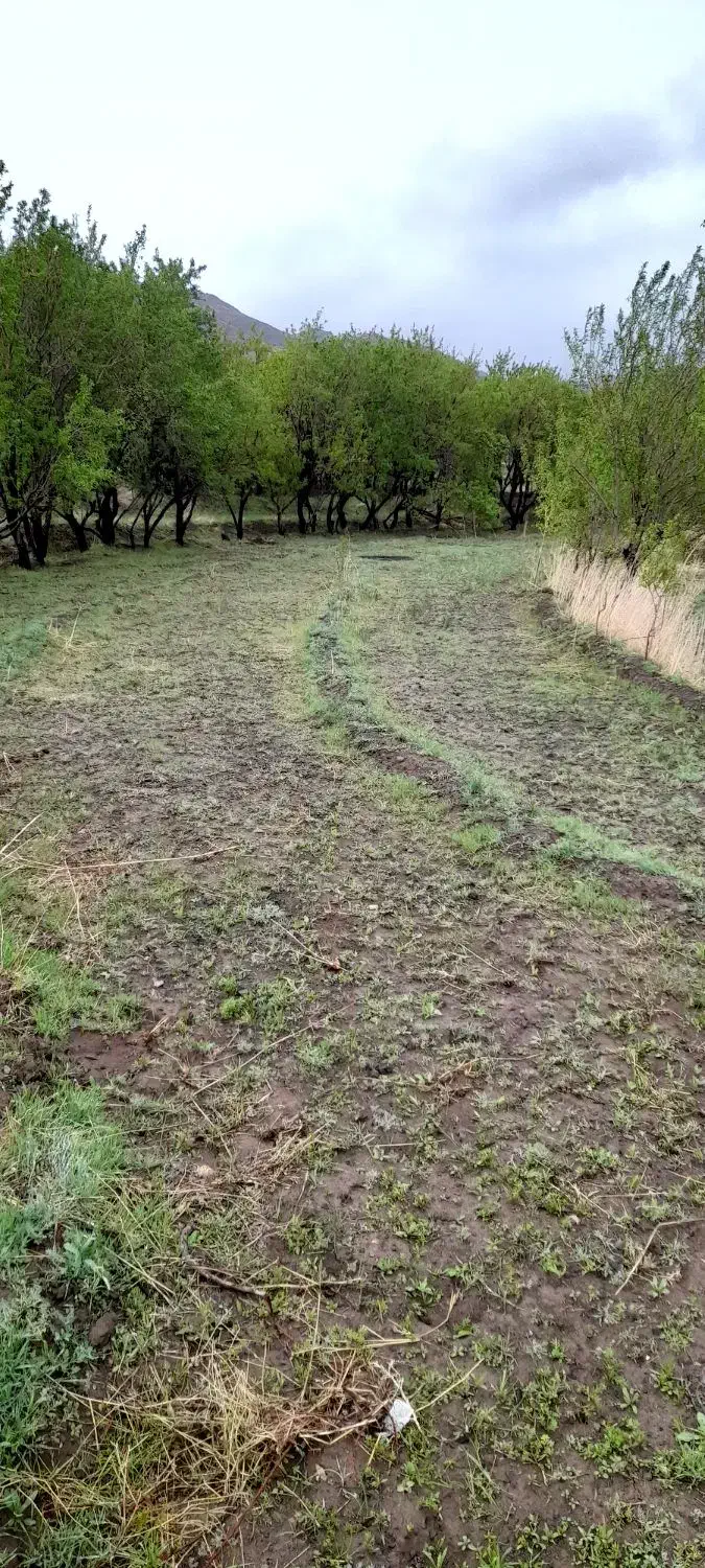 زمین بادام روستای شاره|فروش زمین و ملک کلنگی|سبزوار, امیریه|دیوار