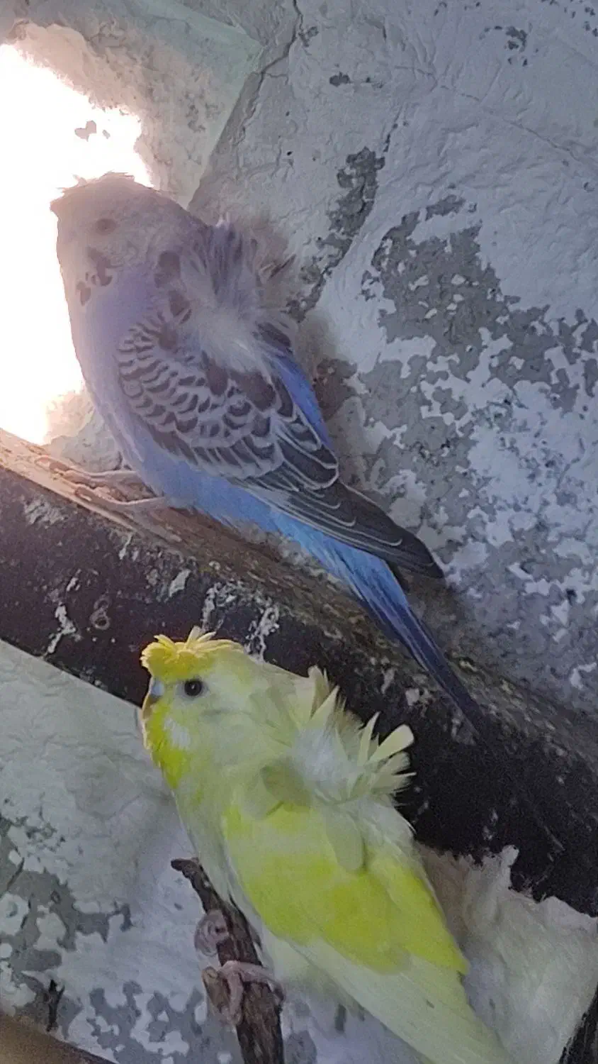 معاوضه مرغ عشق پروانه ایی با سره نر|پرنده|شهریار, شهرک امیریه|دیوار