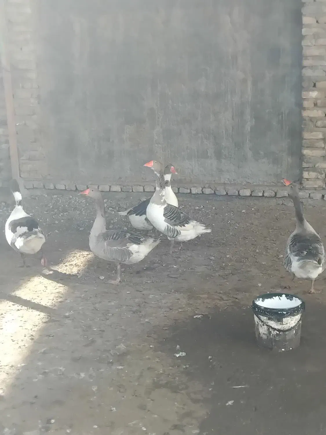 غازمحلی|حیوانات مزرعه|بندر ترکمن, |دیوار