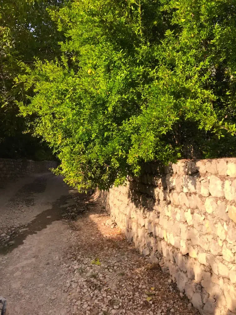 منشی|استخدام درمانی، زیبایی، بهداشتی|اهواز, گلستان|دیوار