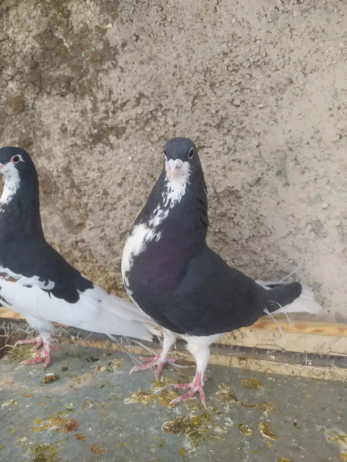 خوشرنگ سیاه و یال گلدار|پرنده|شیراز, کرونی(خاتونک)|دیوار