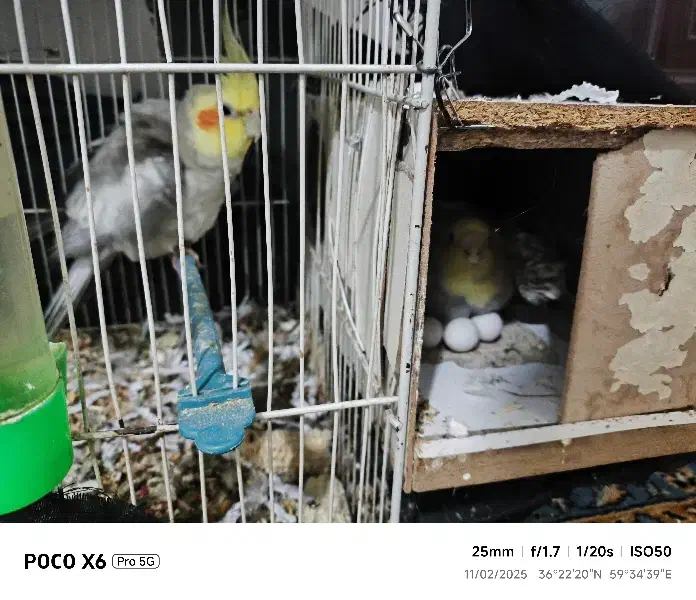 عروس هلندی با تخم و جوجه|پرنده|مشهد, کشف|دیوار