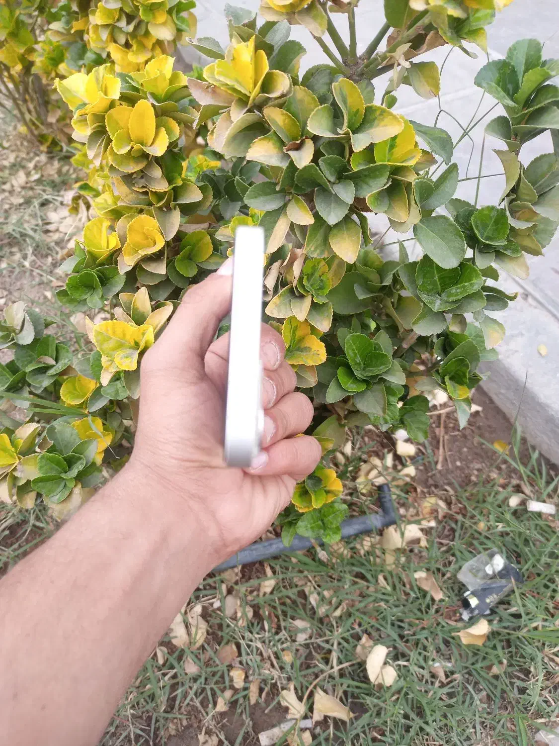 در حد نو|موبایل|یزد, |دیوار