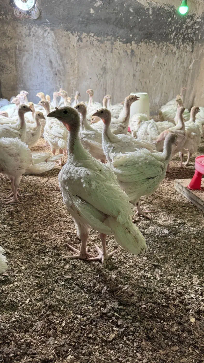 جوجه بوقلمون بیوتی یک ماهه|حیوانات مزرعه|تهران, شهران شمالی|دیوار