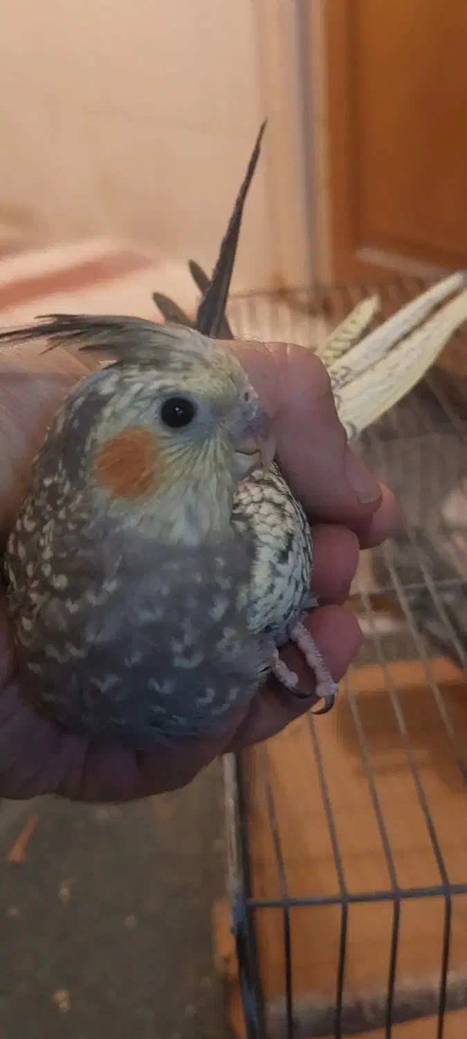 عروس هلندی جوجه 2 الی 3 ماهه دونخور|پرنده|اصفهان, پوریای ولی|دیوار