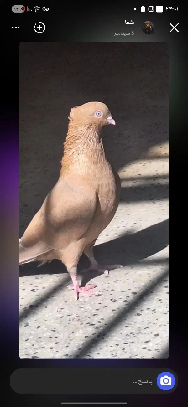 گمشده|حیوانات|شهرضا, |دیوار