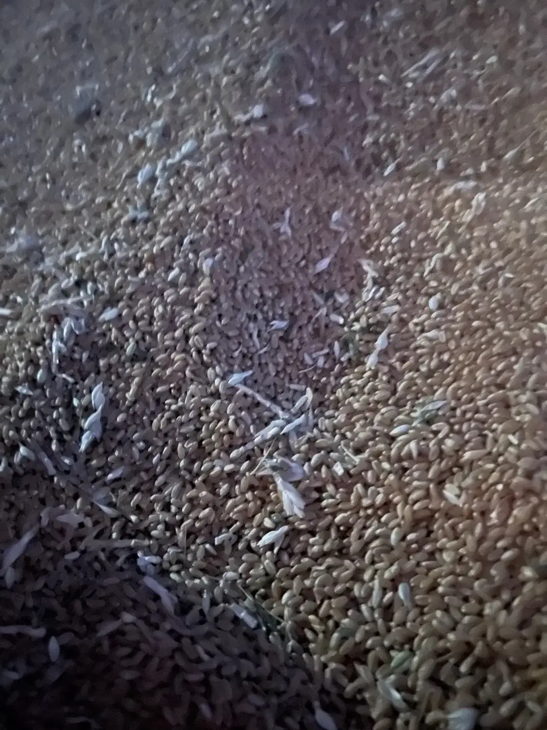 گندم|عمده‌فروشی|مرودشت, نقش رستم|دیوار