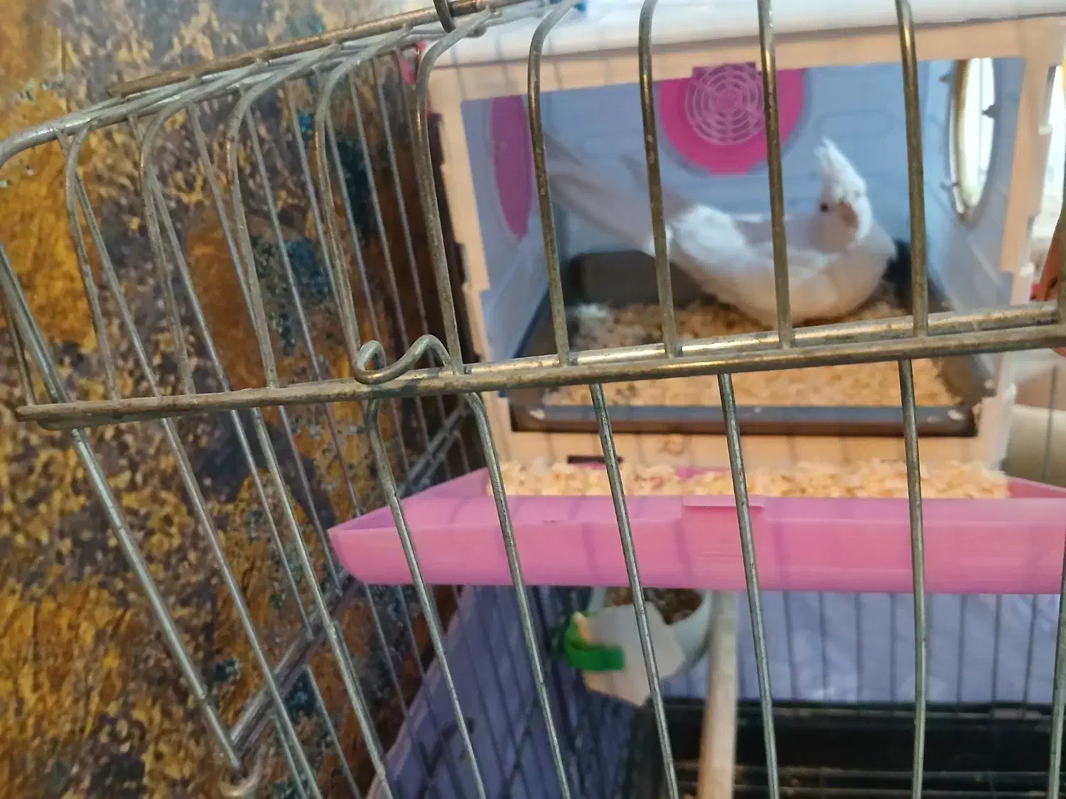 عروس هلندی جفت|پرنده|پاکدشت, پاکدشت (مامازند)|دیوار