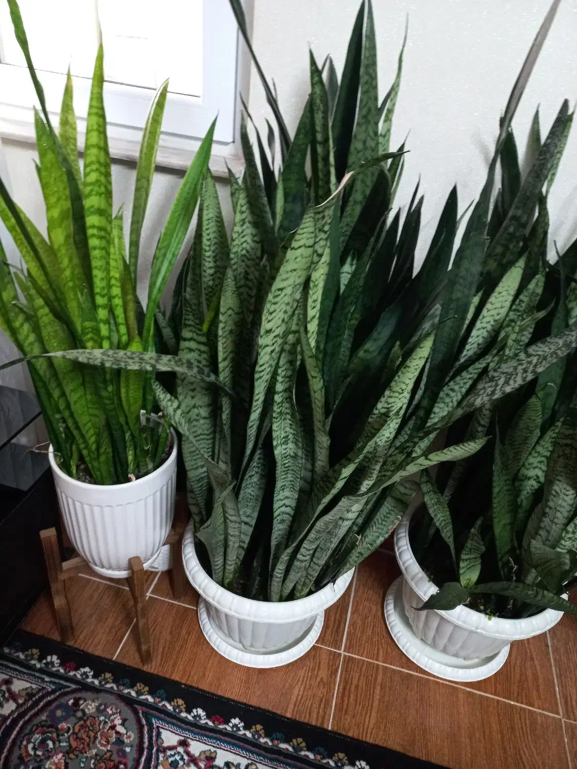 فروش گل خانگی|گل و گیاه طبیعی|رودبنه, |دیوار