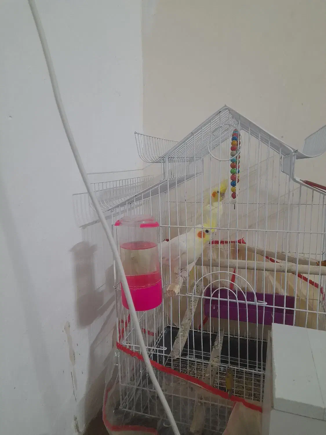 یک جفت عروس هلندی|پرنده|مشهد, پنجتن|دیوار