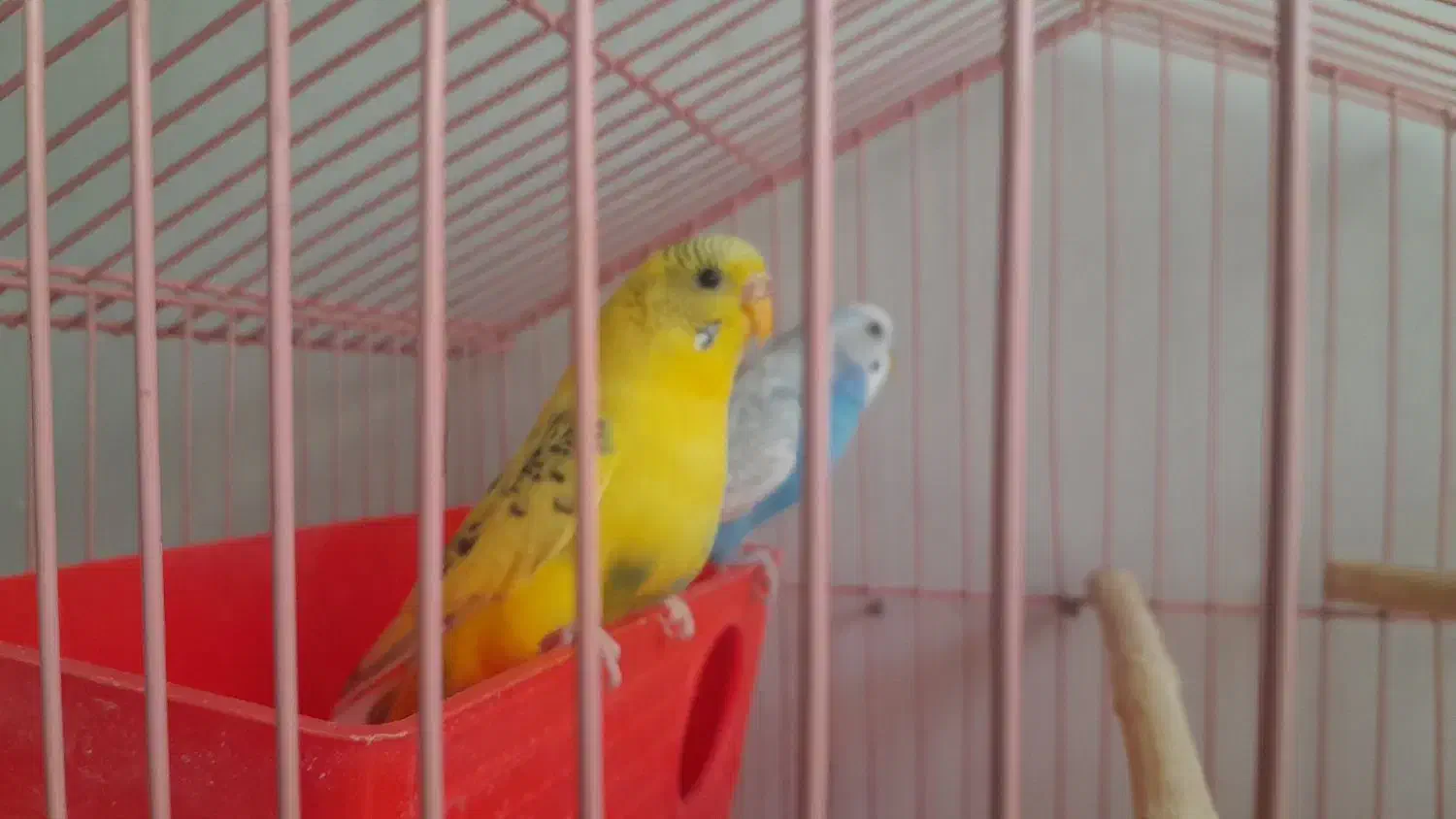 مرغ عشق|پرنده|اسلام‌‌آباد غرب, |دیوار