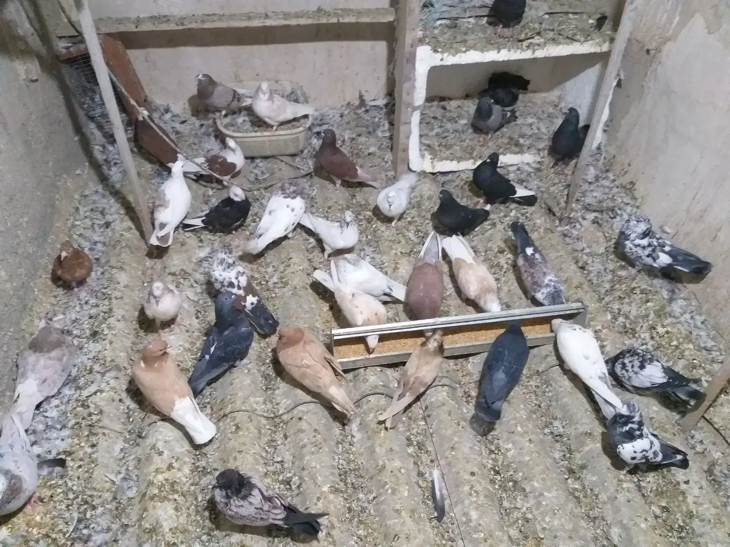 کبوتر|پرنده|تهران, هفده شهریور|دیوار