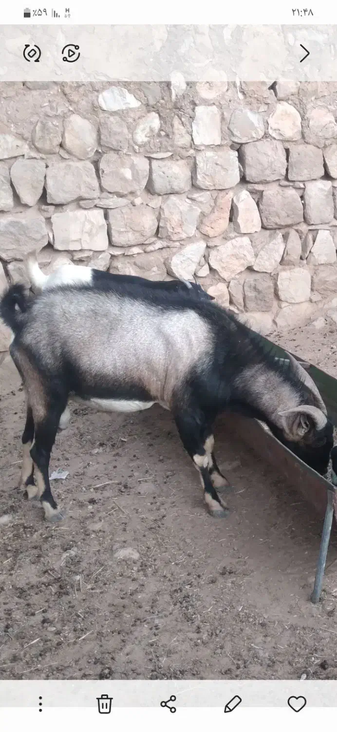 نر بز|حیوانات مزرعه|اندیمشک, |دیوار