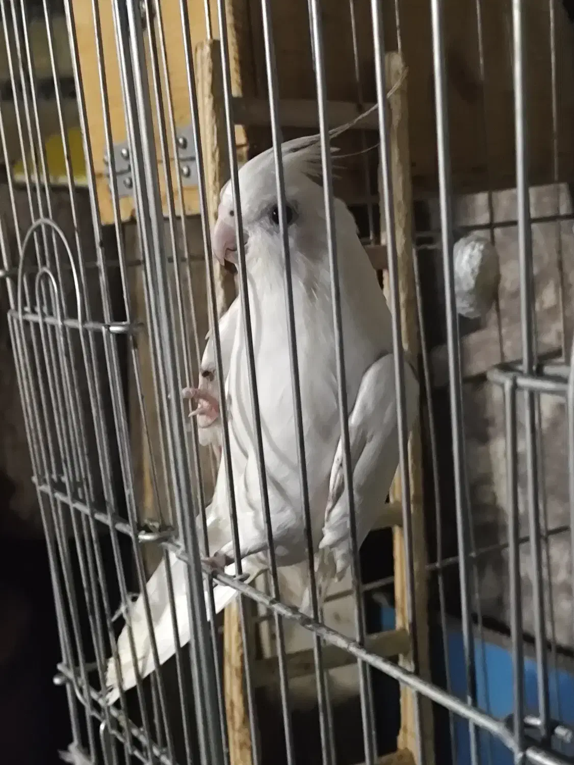 عروس هلندی آلبینو سفید ایزابلا و سفید خال خالی|پرنده|آبدانان, |دیوار