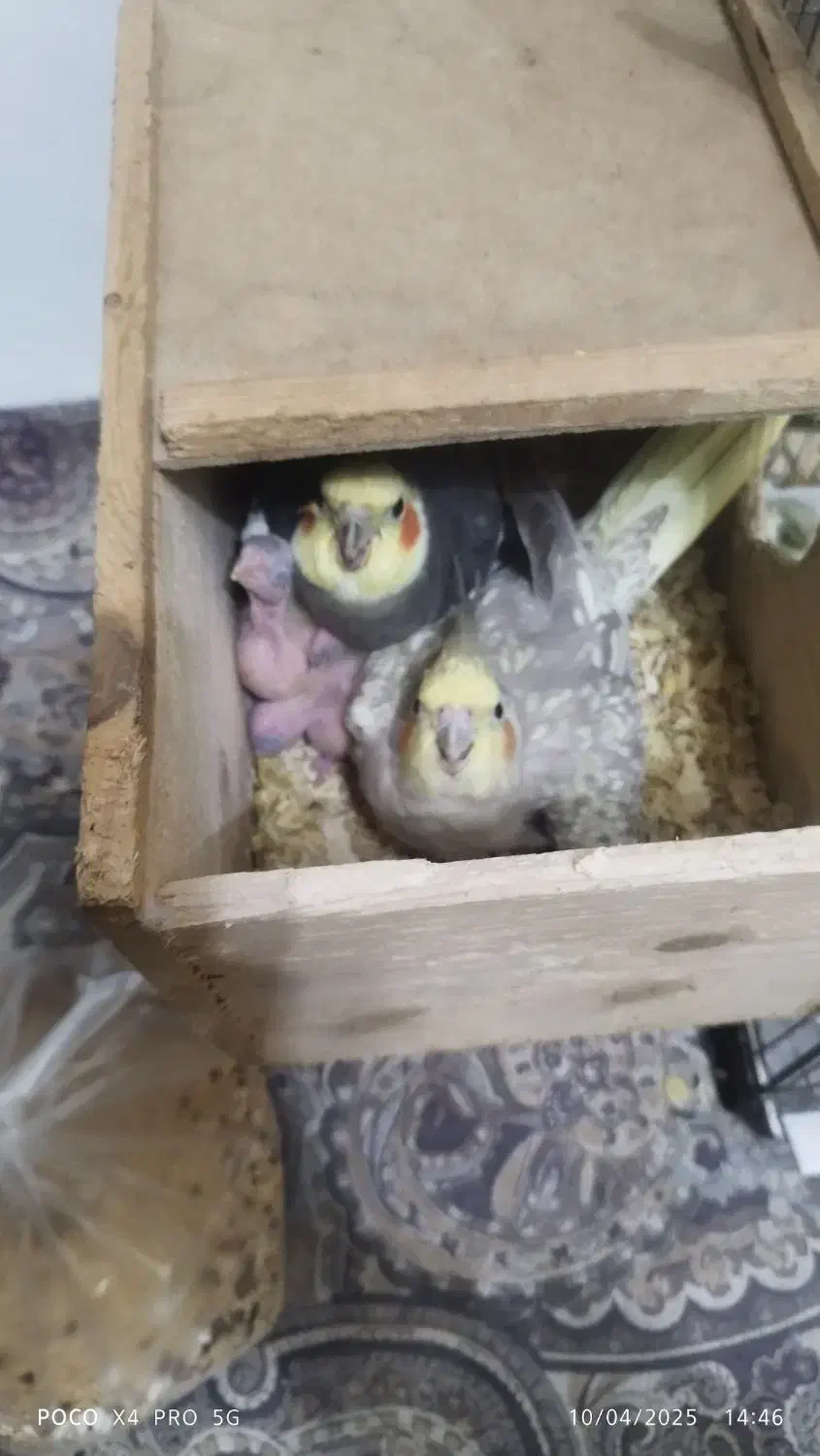 جوجه عروس|پرنده|آستانه اشرفیه, |دیوار