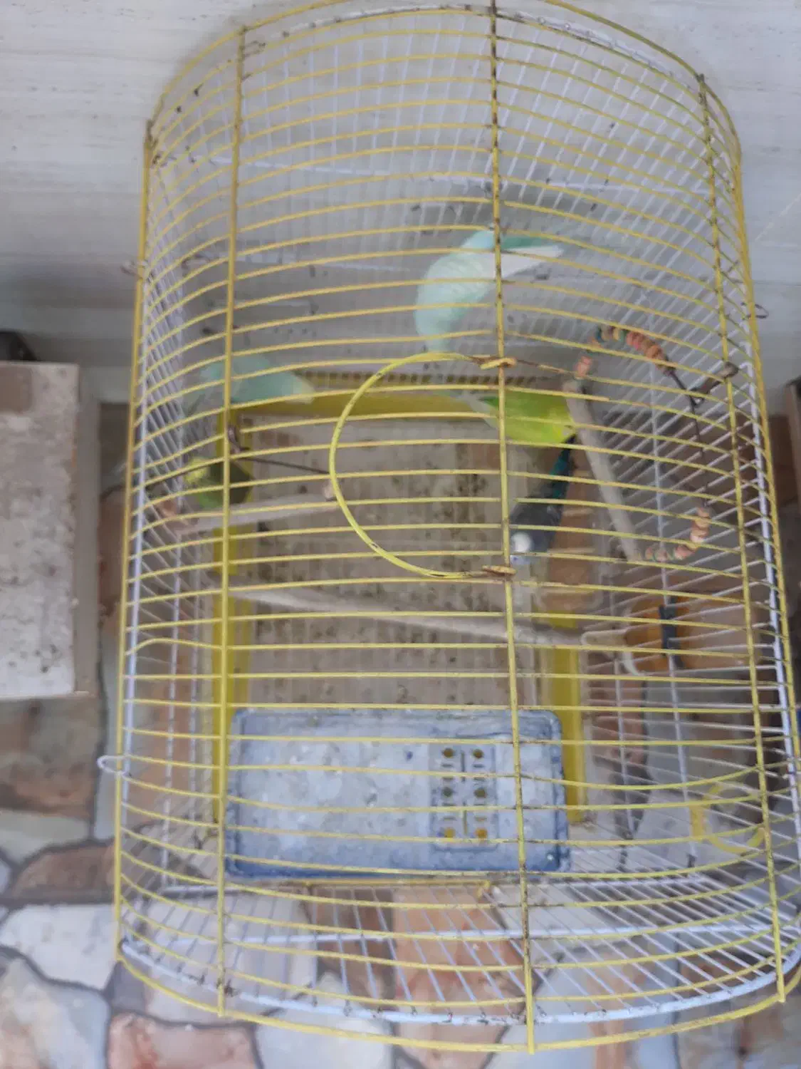 مرغ عشق|پرنده|اهواز, کوی پلیس|دیوار