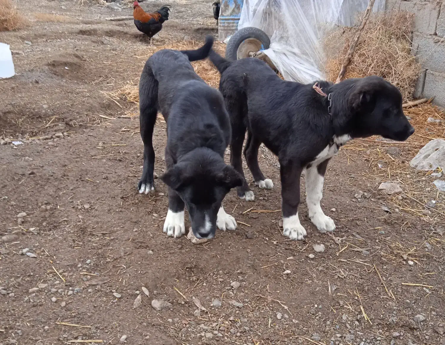 سگ نر|سگ|جوین, |دیوار