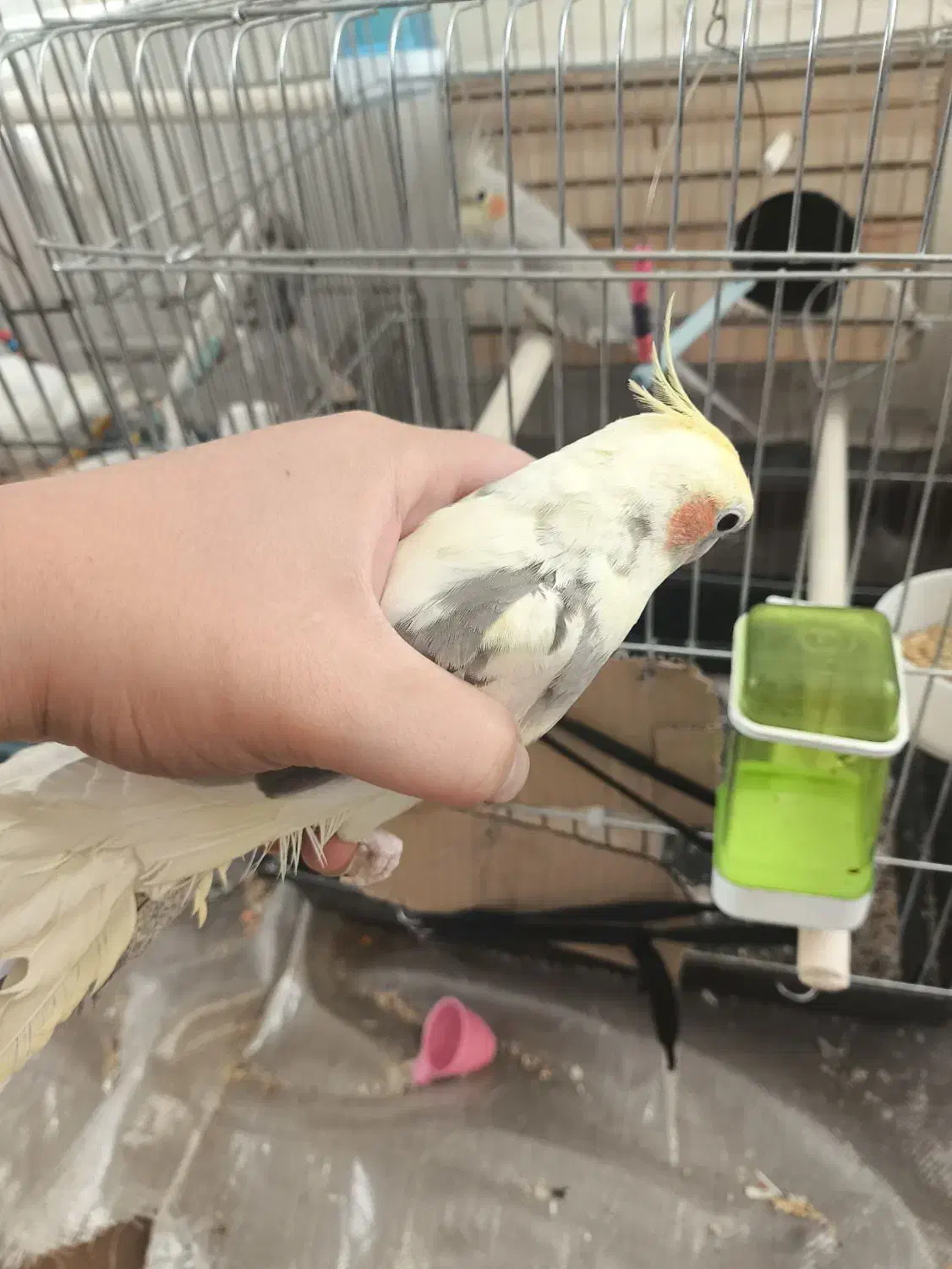 جفت عروس هلندی مولد همراه جوجه|پرنده|فردیس, شهرک هفده شهریور|دیوار