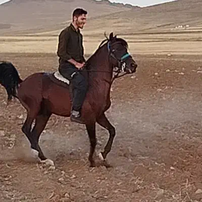 اسب نریان کرد|اسب و تجهیزات اسبسواری|تیکمه داش, |دیوار