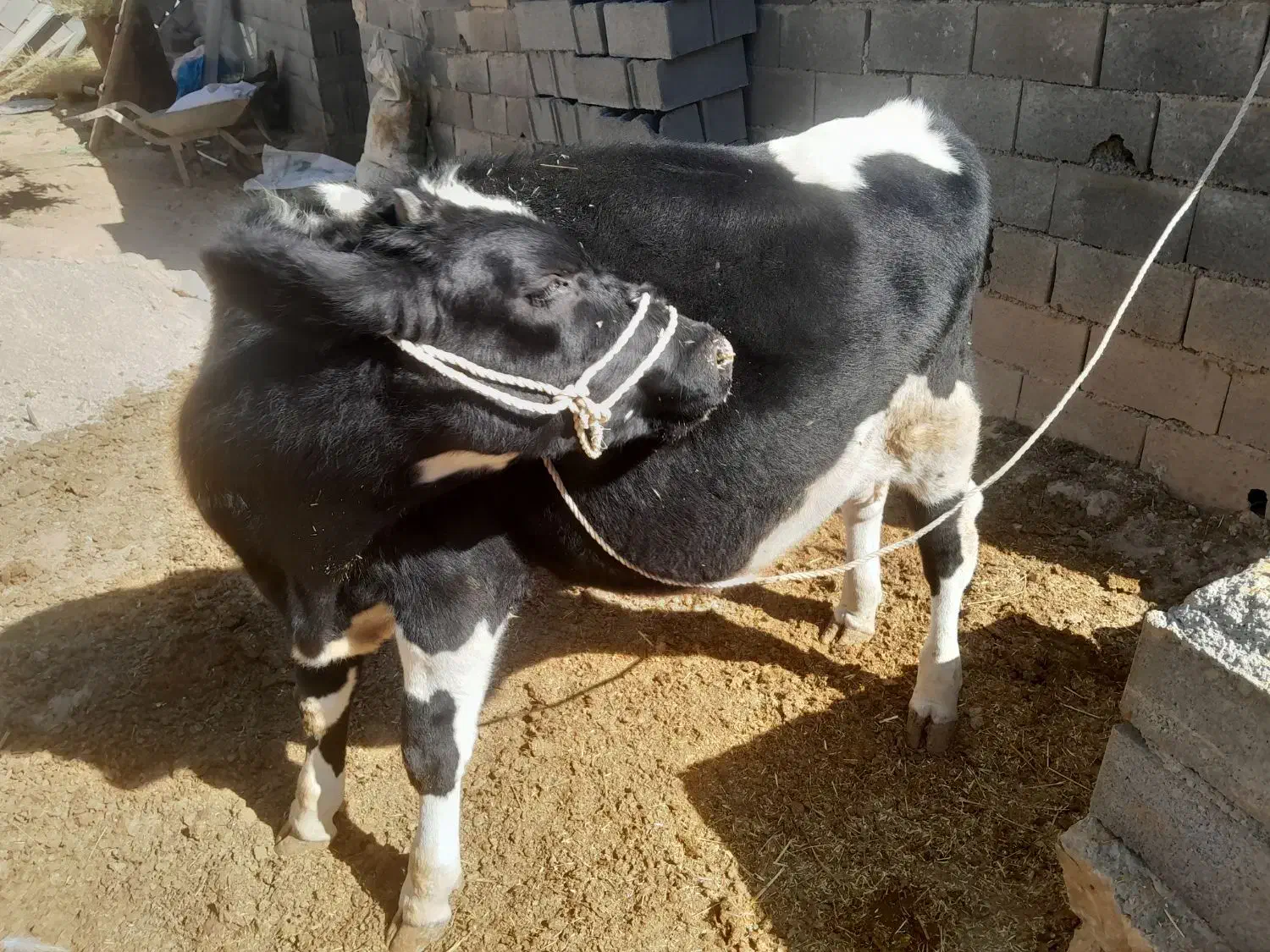 گاو وگوساله نر|حیوانات مزرعه|فلارد, |دیوار