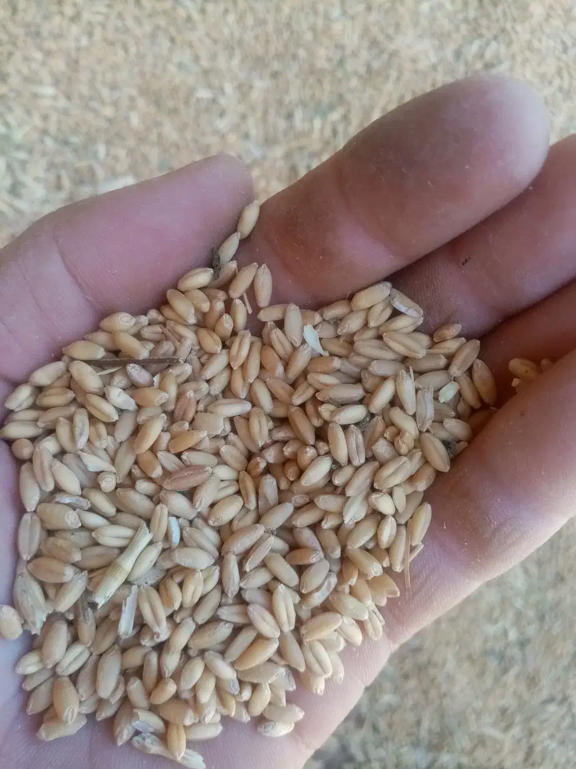 گندم باران|خوردنی و آشامیدنی|آوج, |دیوار