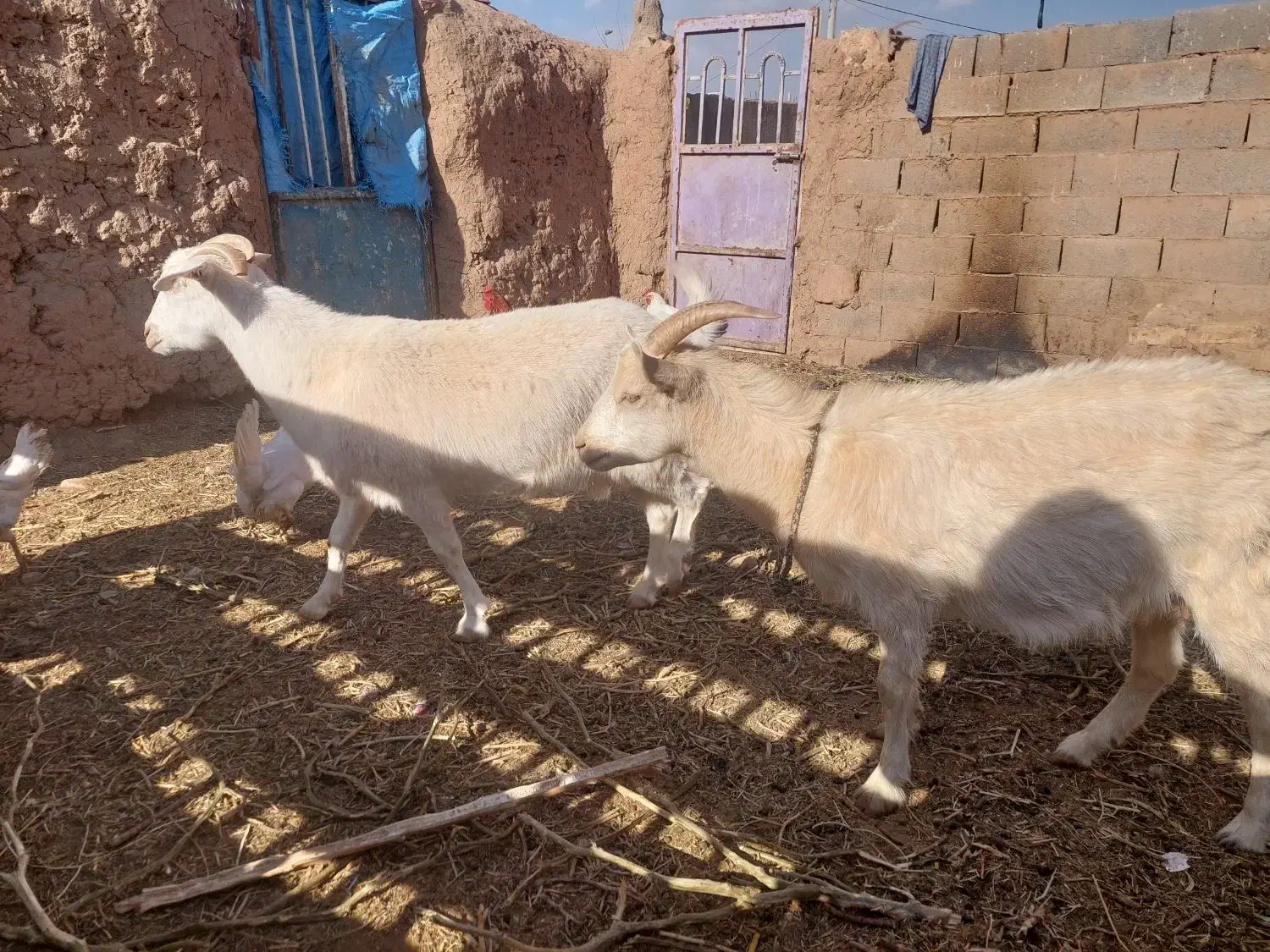 بز فروشی|حیوانات مزرعه|تربت جام, جامرود|دیوار