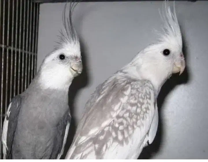 فروش جفت عروس هلندی زیبا|پرنده|داراب, |دیوار