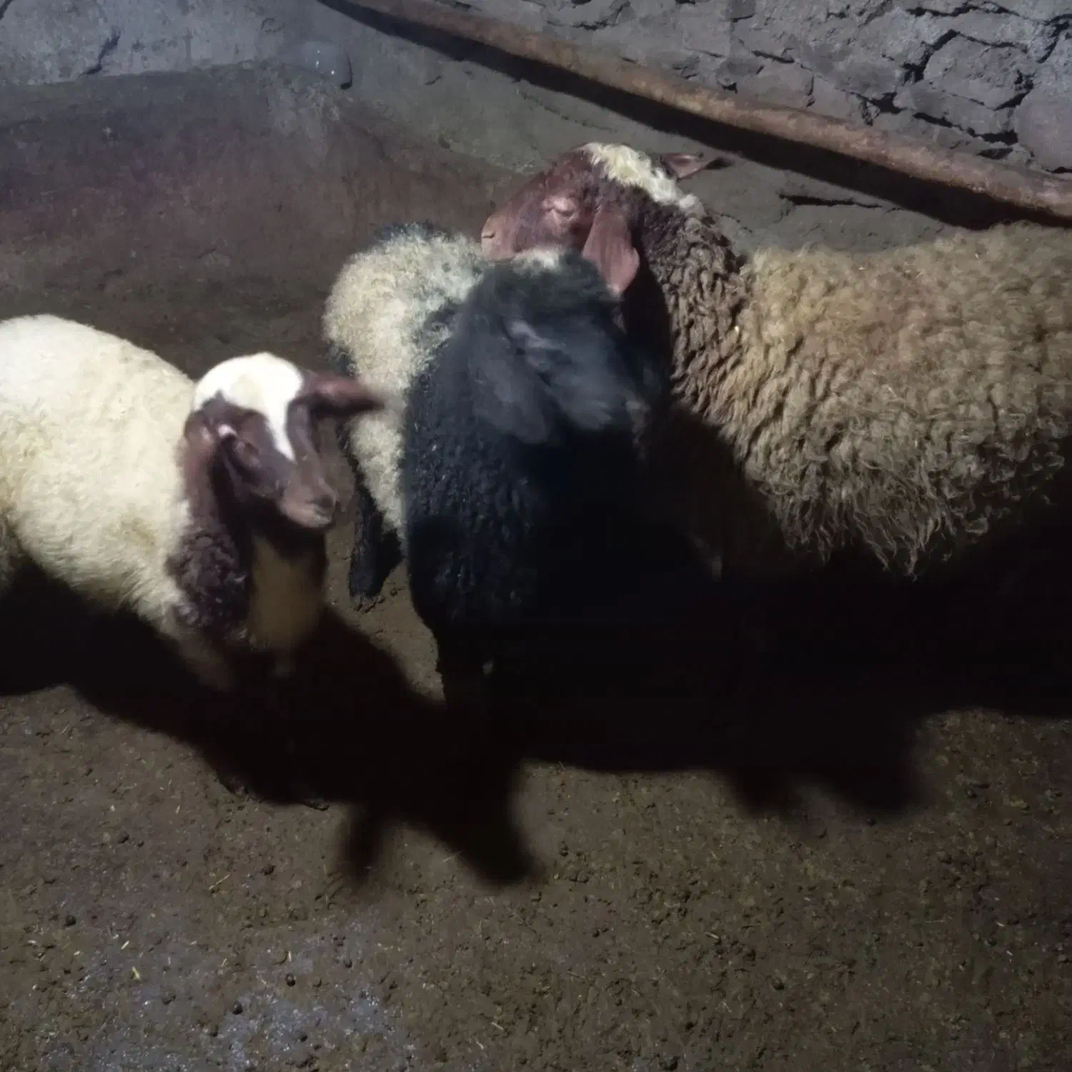 گوسفند|حیوانات مزرعه|خاو و میرآباد, |دیوار