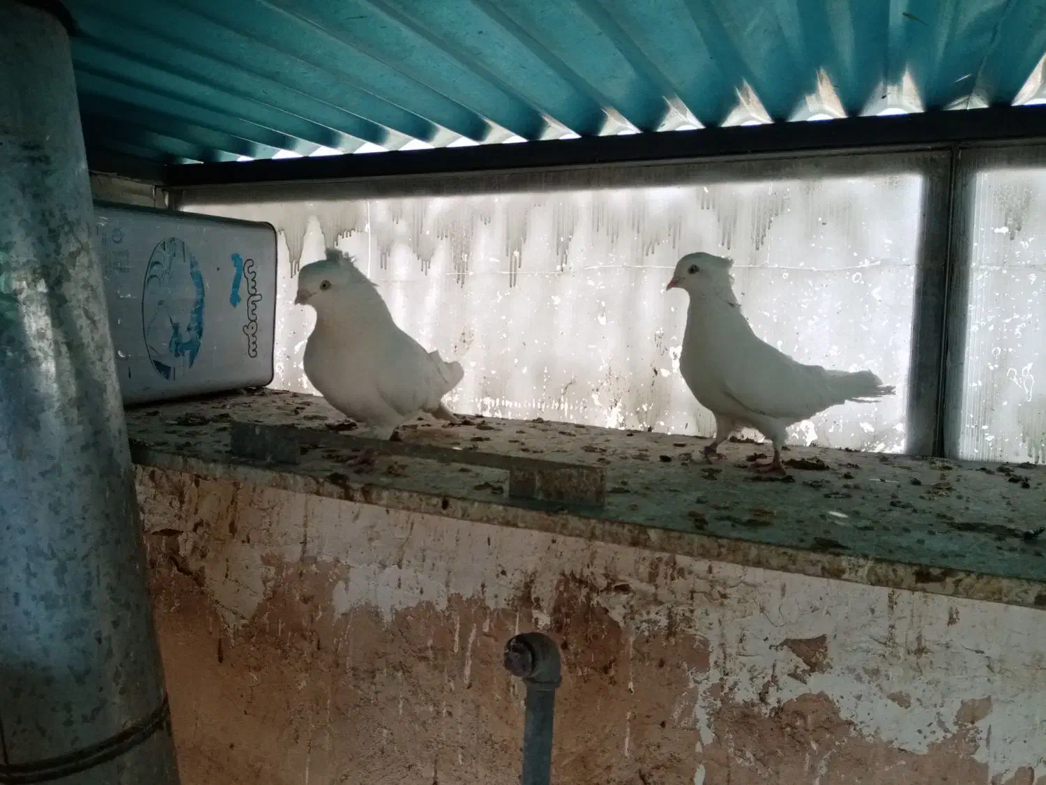 کبوتر رنگی|پرنده|اصفهان, باغ زرشک|دیوار