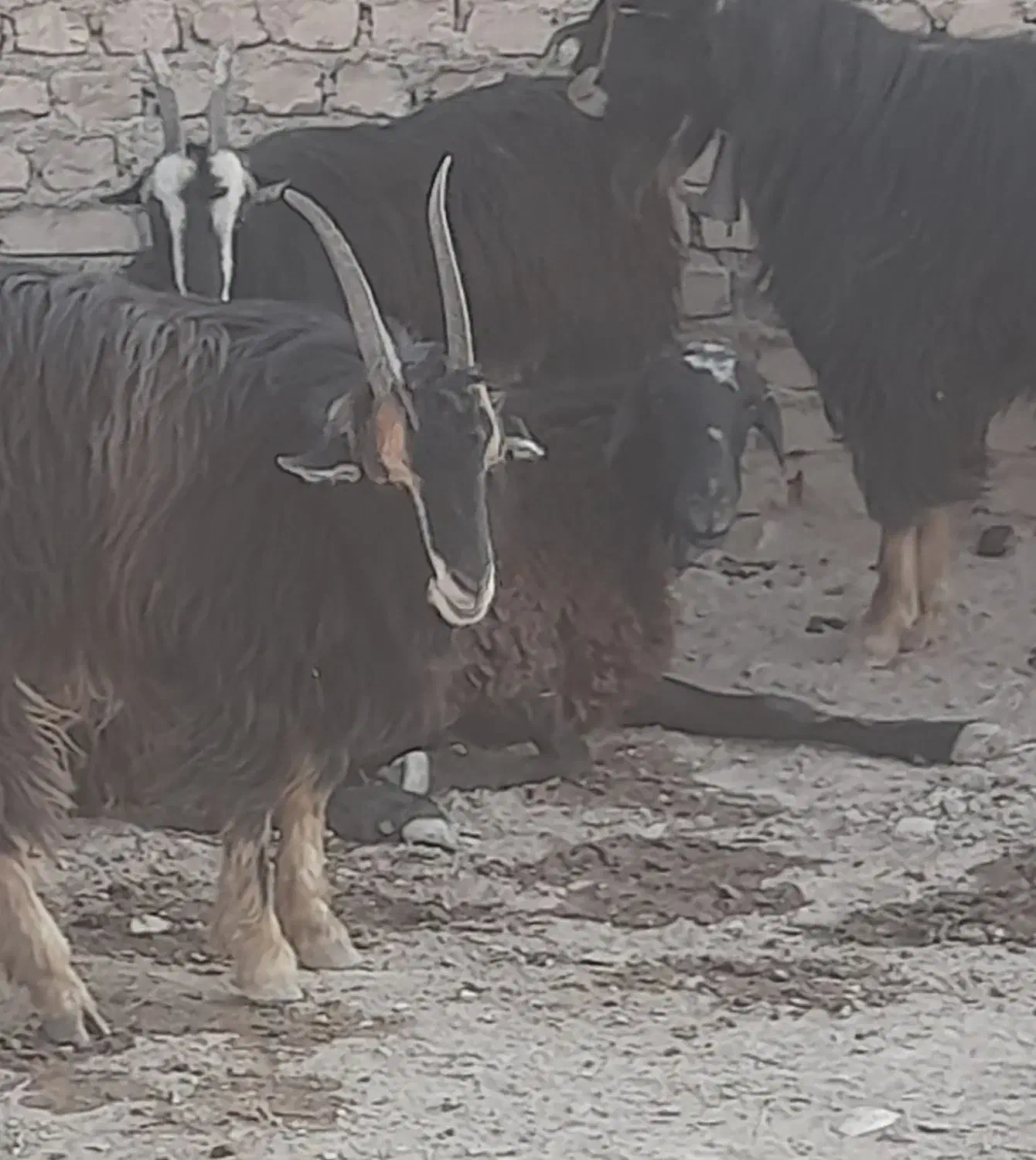 ۱عدد بزغاله نر خلج مناسب داشت کشتار|حیوانات مزرعه|جوادآباد, |دیوار