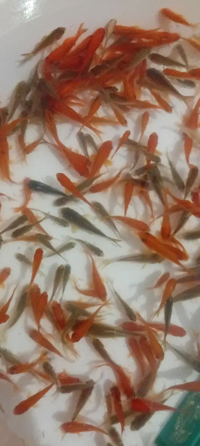 ماهی تزینی|ماهی|شیروان (خراسان), |دیوار