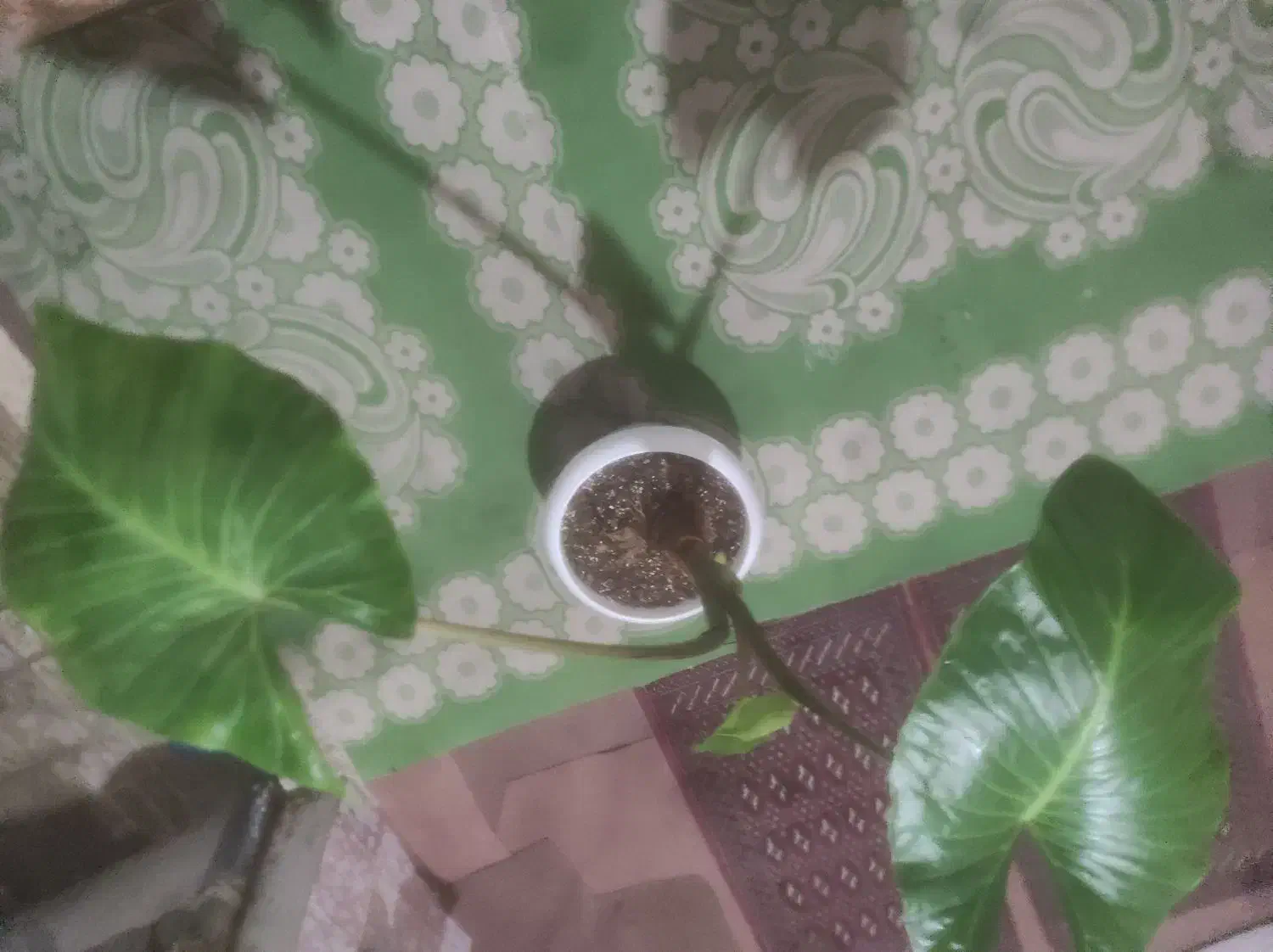 گل زیبا|گل و گیاه طبیعی|تالش, هشتپر|دیوار