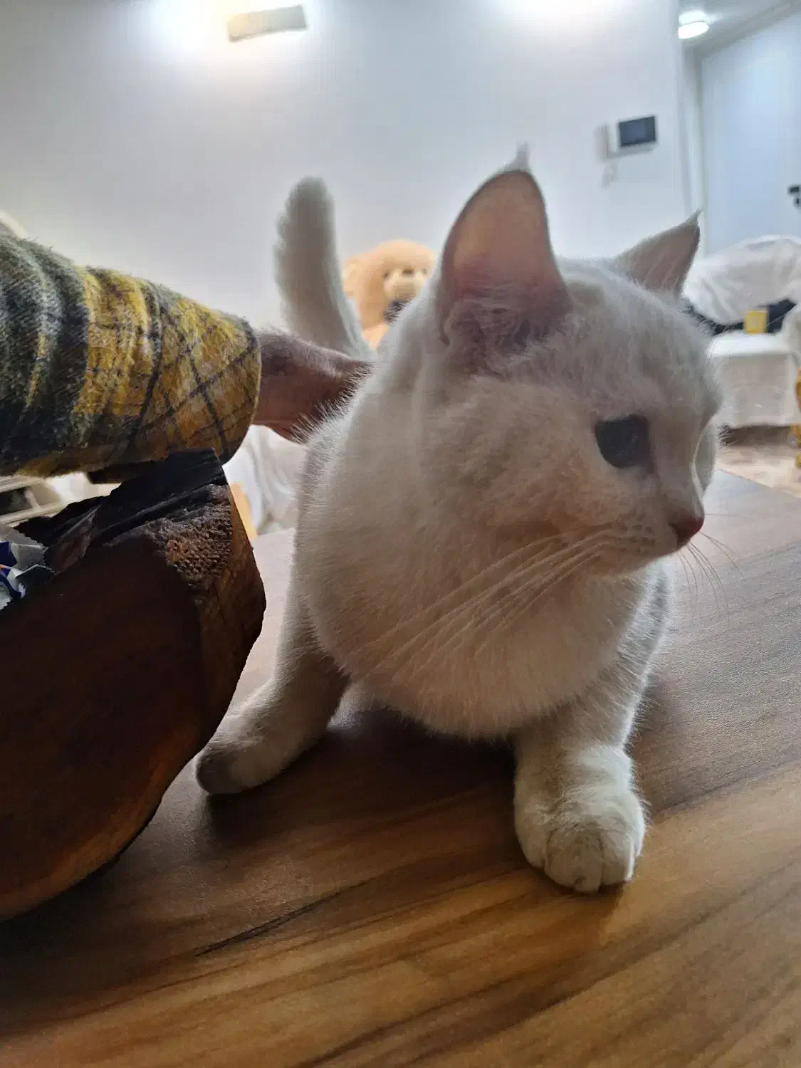 گربه|گربه|حمیدیا, |دیوار