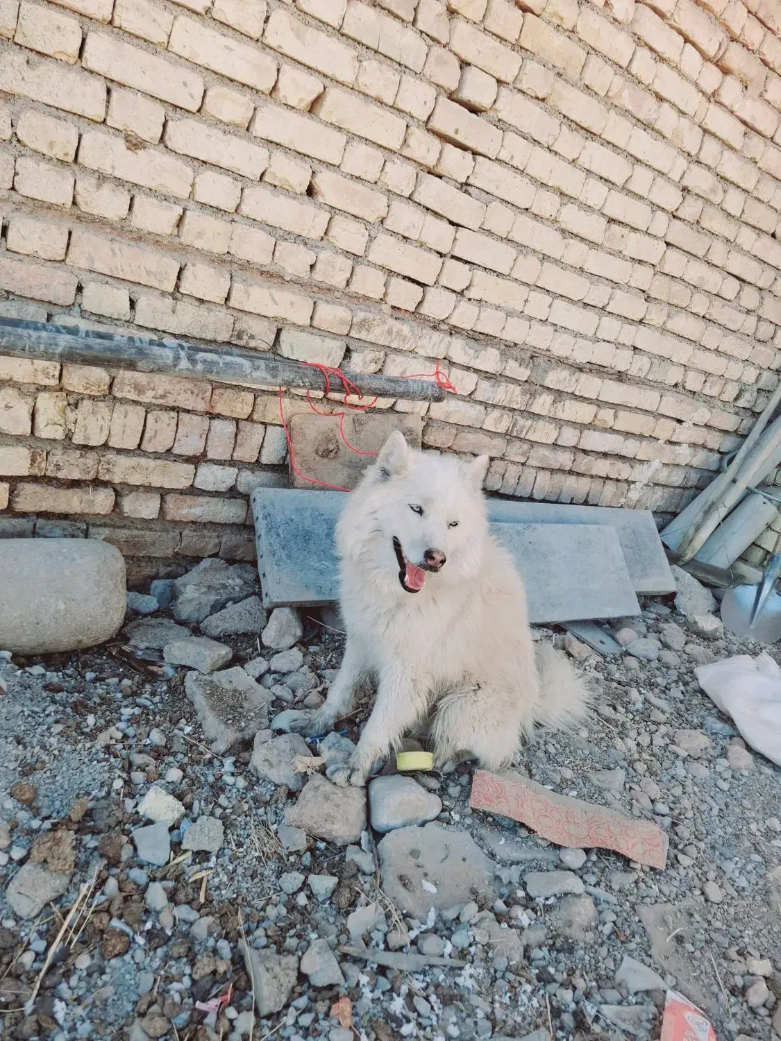 سگ سامویید|سگ|اصفهان, باغ زرشک|دیوار